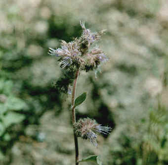 Phacelia frigida, Waterleaf family