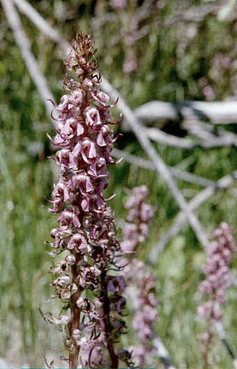 Pedicularis attolens, Figwort family
