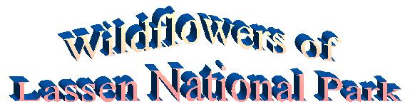 Lassen Wildflowers logo