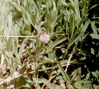 Trifolium kingii var. productum, Pea family