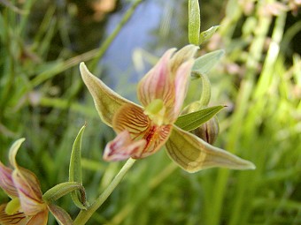 Stream Orchid