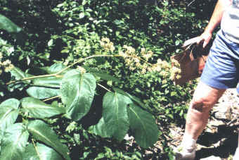 Big Leaves