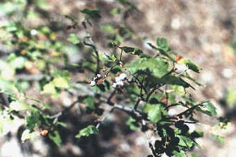 Blue Berries