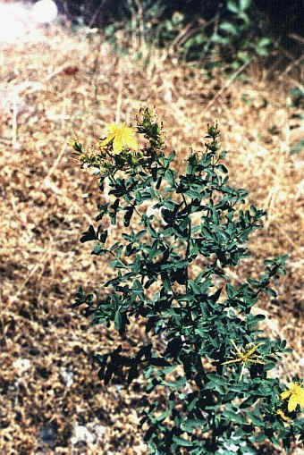 Yellow Flower