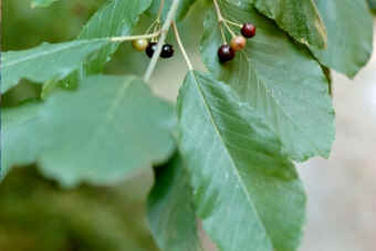 Red Berries