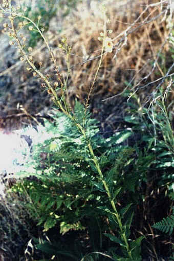 Cinquefoil?