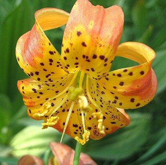 Tiger Lily