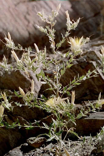 Mentzelia laevicaulis