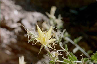 Mentzelia laevicaulis