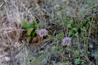 Monardella odorissima closeup