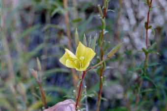 Oenothera hookeri